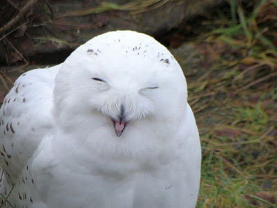 Laughing Owls Seen On www.coolpicturegallery.us