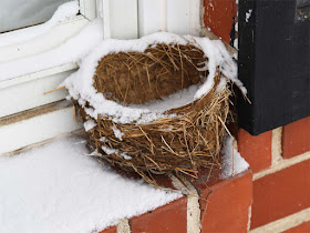 Bird Nest with Snow