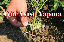 Gül aşısı