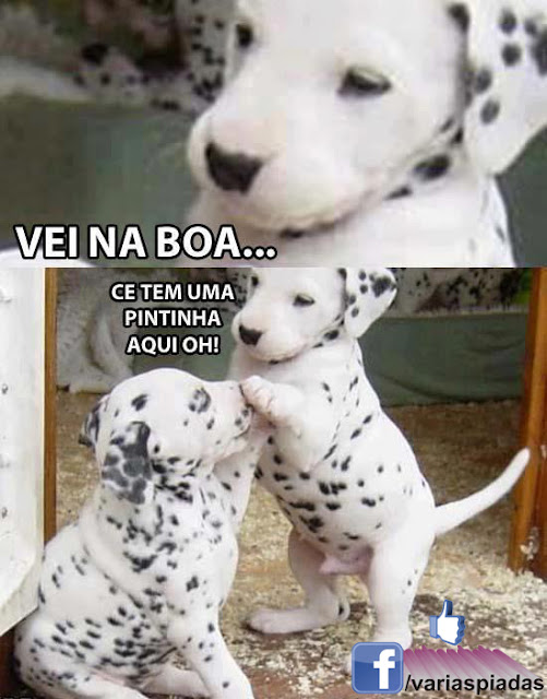 Véi na boa... Foto para Facebook.