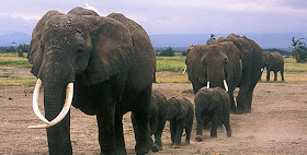 Elephants