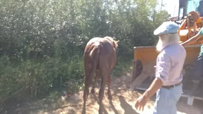 Bomberos Voluntarios rescatan caballo