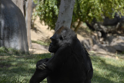 gorilla sitting