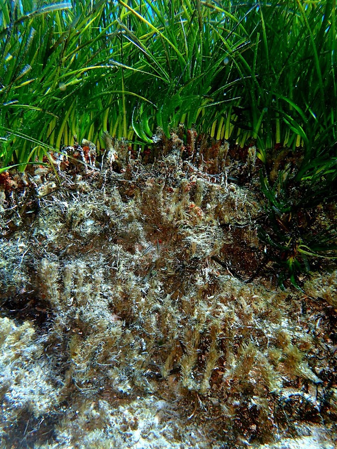 Estudio de Posidonia