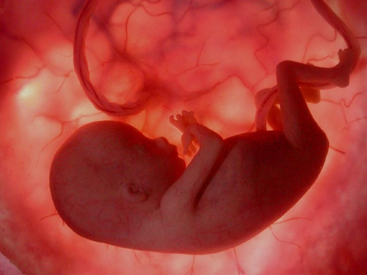 9 Hak Jabang Bayi Sebelum Terlahir Ke Dunia