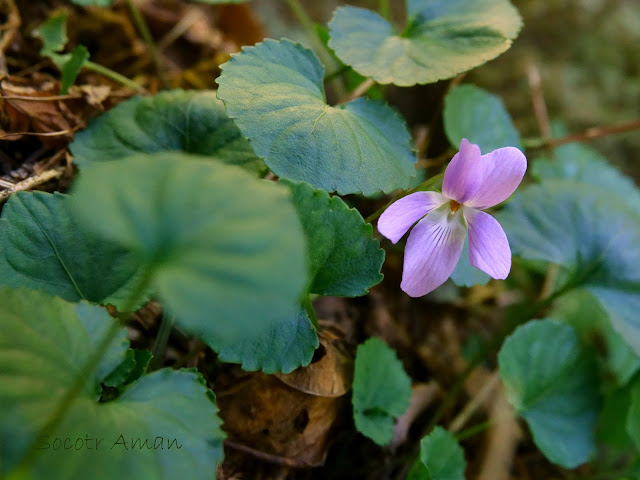 Viola grypoceras