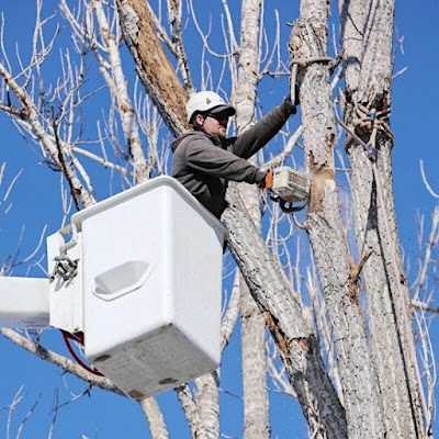 tree trimming service