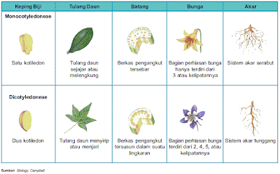 Perbedaan Tumbuhan Dikotil Dan Monokotil 