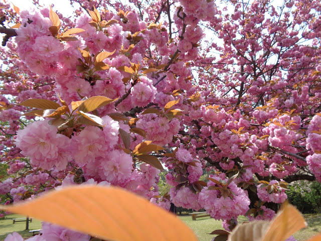 八重桜が満開