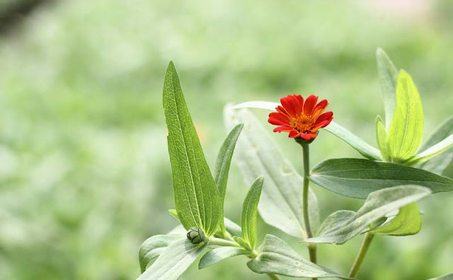 Narrow-Leaf Zinnia Flowers