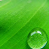 Water Drop in Leaves Wallpaper