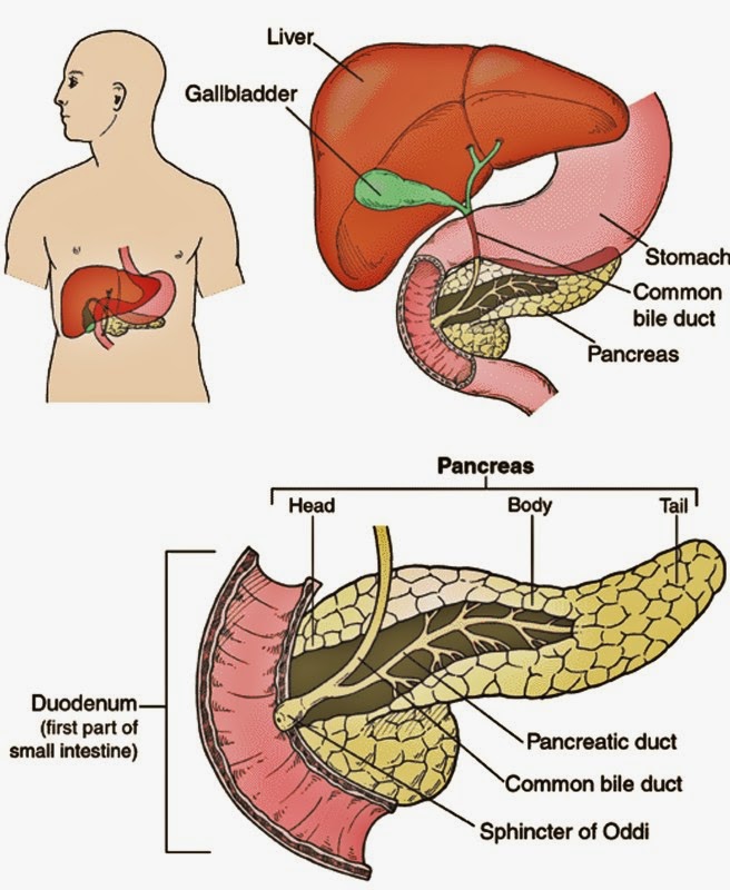  Kelenjar Pankreas 