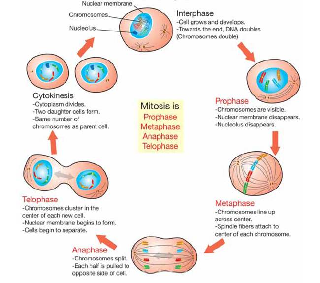 diagram of cell. plant cell diagram gcse.