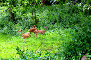 mudumala tiger reserve