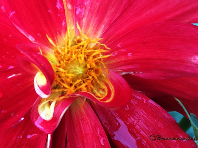 Beauty dahlia Blossom Photography