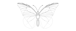 how-to-draw-butterfly-3-7