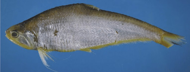 Pseudosetipinna