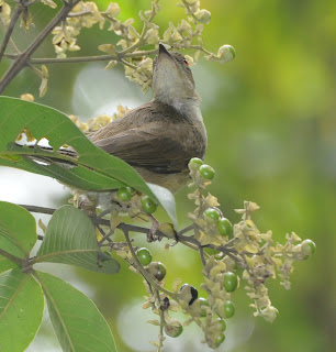 Cream-vented Bulbul (Pycnonotus simplex)