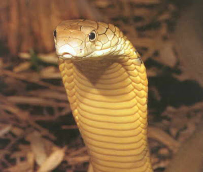 The average lifespan of a King Cobra is about 20 years