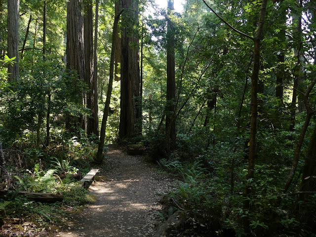 benches along the trail in big trees