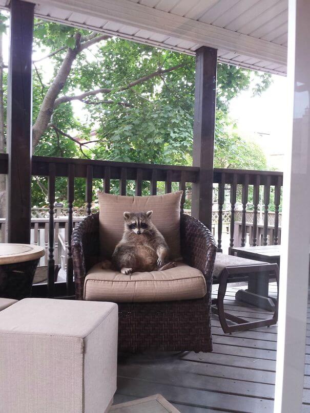 40 Heartwarming Pictures Of Animals - Came Downstairs To See This Little Guy Making Himself Right At Home