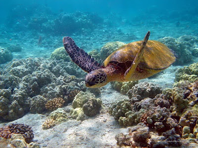 Awesome Ocean Turtles by cool wallpapers at cool wallpapers and cool and beautiful wallpapers