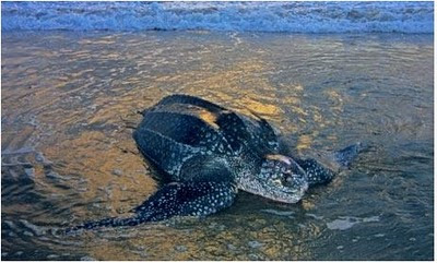 Deepest Diving Sea Turtle.