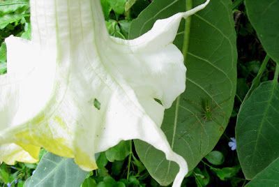 Annieinaustin, Brugmansia with spider