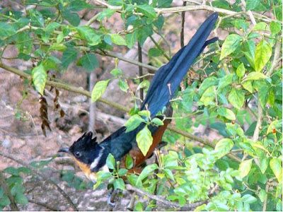 pohon bakau atau dimanapun lalu bertemu dengan  Burung Holic - Mengenal Lebih Dekat Bubut-Pacar Jambul, Pemalu Yang Suka Mengembara