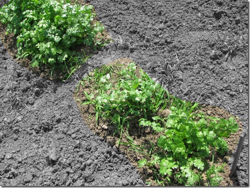 cilantro