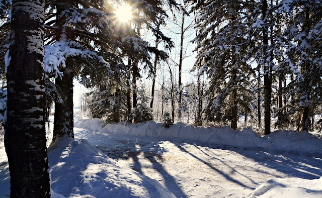 Boreal forest, Central Alberta, shovelled snow Feb 2018 urbanehillbillycanada.blogspot.com