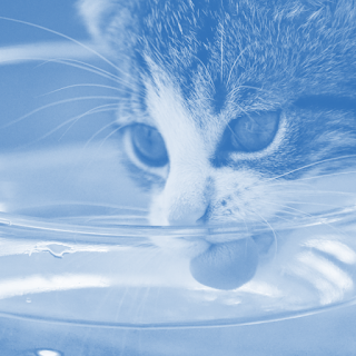 A cat drinking water | countertop water filter