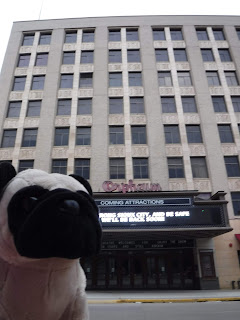 a plush pug appears in front of a  building with 6 rows of windows above a marquee board and a sign that says "Orpheum".