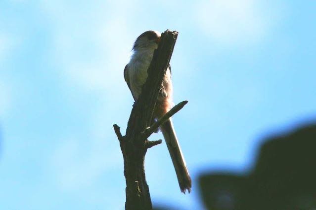 写真＿野鳥