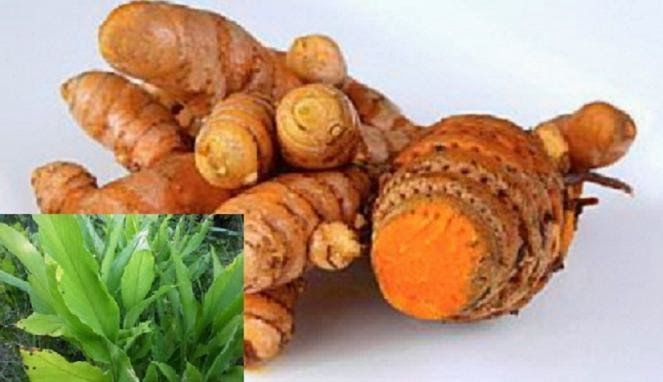 Mengenal Tanaman Obat Kunyit ( Curcuma Domestica Val 