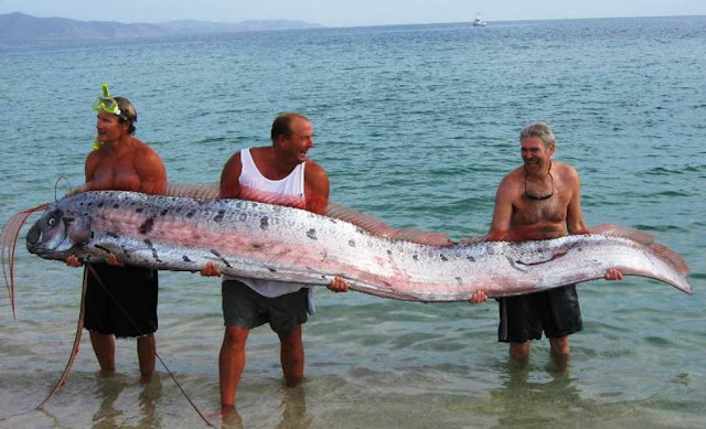  The World’s Largest Fish