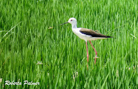 Black-winged stilt, Deltebre, Spain  June 25, 2017, by Roberta Palmer