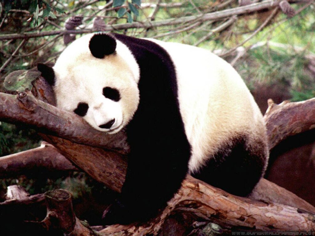 Ivanildosantos Gambar Panda Ivanildosantos Gambar Panda