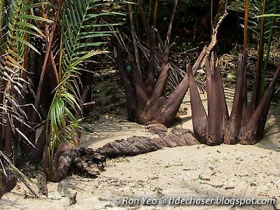 Nipah Palm (Nypa fruticans)