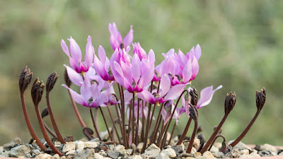 Cyclamen rohlfsianum - Rohlfs's Cyclamen