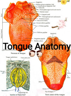 tongue anatomy diagram , tongue diagram,  parts of the tongue and their functions, applied anatomy of tongue