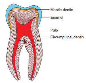 mantle and circumpulpal dentin