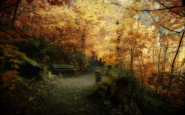 Paisajes de Caminos entre Bosque