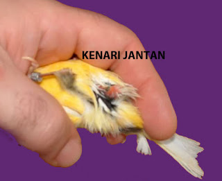 ciri dan tanda burung kenari jantan