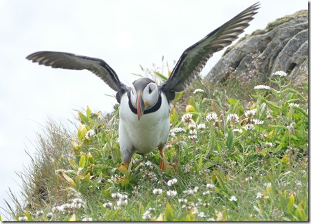 nl_pr_puffins15