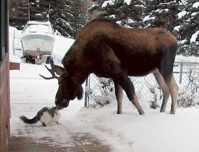 Funny animals of the week - 24 January 2014 (40 pics), big moose meets cat