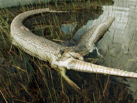 pythons in everglades. Everglades: Python vs
