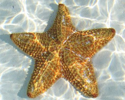 star fishes