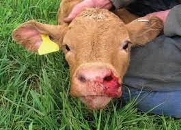 List of notifiable disease over the world (new) I Mshindo Media