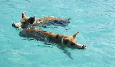 Unusual Tourists Invade Bahamas Seen On www.coolpicturegallery.us